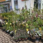 25.04.2020. Kielce. Agrocentrum. Sadzonki roślin / Michał Kita / Radio Kielce