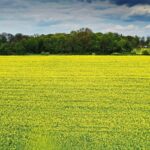Pole rzepaku / Jarosław Kubalski / Radio Kielce