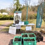 24.04.2020 Nadleśnictwa rozdają sadzonki drzew / Magda Galas-Klusek / Radio Kielce