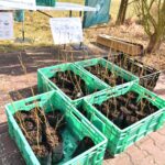 Oddaj elektrośmieci a otrzymasz sadzonkę