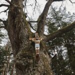 26.04.2020. Polana Ormanicha w gm. Ruda Maleniecka. Dąb śmierci „Wisielec” / Magdalena Galas-Klusek / Radio Kielce