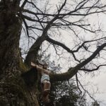 26.04.2020. Polana Ormanicha w gm. Ruda Maleniecka. Dąb śmierci „Wisielec” / Magdalena Galas-Klusek / Radio Kielce