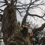 26.04.2020. Polana Ormanicha w gm. Ruda Maleniecka. Dąb śmierci „Wisielec” / Magdalena Galas-Klusek / Radio Kielce