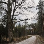 26.04.2020. Polana Ormanicha w gm. Ruda Maleniecka. Dąb śmierci „Wisielec” / Magdalena Galas-Klusek / Radio Kielce