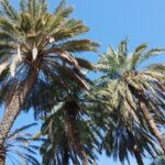 Muzyczne podróże. Ziemia Święta / Kamil Król