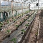 24.04.2020. Wąchock. Gospodarstwo ojców cystersów / Anna Głąb / Radio Kielce