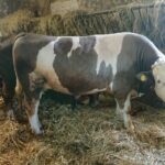 24.04.2020. Wąchock. Gospodarstwo ojców cystersów / Anna Głąb / Radio Kielce