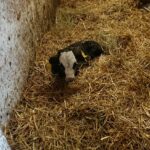 24.04.2020. Wąchock. Gospodarstwo ojców cystersów / Anna Głąb / Radio Kielce