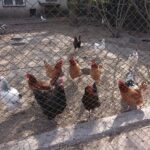 24.04.2020. Wąchock. Gospodarstwo ojców cystersów / Anna Głąb / Radio Kielce