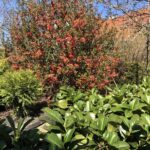 Przydomowy ogród / Grażyna Szlęzak-Wójcik / Radio Kielce