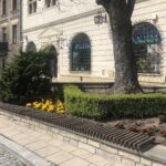 26.04.2020. Sandomierz. Bratki / Grażyna-Szlęzak-Wójcik / Radio Kielce