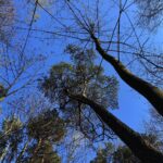 24.04.2020. Kielce. Spacer wokół Karczówki / Wiktor Taszłow / Radio Kielce