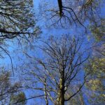 24.04.2020. Kielce. Spacer wokół Karczówki / Wiktor Taszłow / Radio Kielce