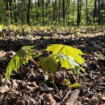 24.04.2020. Kielce. Spacer wokół Karczówki / Wiktor Taszłow / Radio Kielce