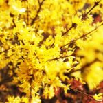 15.04.2020 Kielce. Wiosna. Kwitnące rośliny / Jarosław Kubalski / Radio Kielce