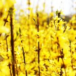 15.04.2020 Kielce. Wiosna. Kwitnące rośliny / Jarosław Kubalski / Radio Kielce