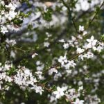 15.04.2020 Kielce. Wiosna. Kwitnące rośliny / Jarosław Kubalski / Radio Kielce