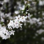 15.04.2020 Kielce. Wiosna. Kwitnące rośliny / Jarosław Kubalski / Radio Kielce