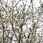 15.04.2020 Kielce. Wiosna. Kwitnące rośliny / Jarosław Kubalski / Radio Kielce