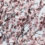 15.04.2020 Kielce. Wiosna. Kwitnące rośliny / Jarosław Kubalski / Radio Kielce