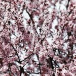 15.04.2020 Kielce. Wiosna. Kwitnące rośliny / Jarosław Kubalski / Radio Kielce