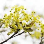 15.04.2020 Kielce. Wiosna. Kwitnące rośliny / Jarosław Kubalski / Radio Kielce