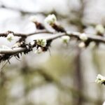 15.04.2020 Kielce. Wiosna. Kwitnące rośliny / Jarosław Kubalski / Radio Kielce