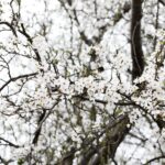 15.04.2020 Kielce. Wiosna. Kwitnące rośliny / Jarosław Kubalski / Radio Kielce