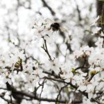 15.04.2020 Kielce. Wiosna. Kwitnące rośliny / Jarosław Kubalski / Radio Kielce