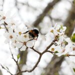 15.04.2020 Kielce. Wiosna. Kwitnące rośliny / Jarosław Kubalski / Radio Kielce