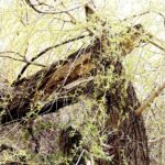 15.04.2020 Kielce. Wiosna. Kwitnące rośliny / Jarosław Kubalski / Radio Kielce