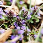 15.04.2020 Kielce. Wiosna. Kwitnące rośliny / Jarosław Kubalski / Radio Kielce