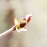 15.04.2020 Kielce. Wiosna. Kwitnące rośliny / Jarosław Kubalski / Radio Kielce