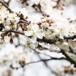 15.04.2020 Kielce. Wiosna. Kwitnące rośliny / Jarosław Kubalski / Radio Kielce