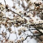 15.04.2020 Kielce. Wiosna. Kwitnące rośliny / Jarosław Kubalski / Radio Kielce