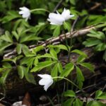 15.04.2020 Kielce. Wiosna. Kwitnące rośliny / Jarosław Kubalski / Radio Kielce