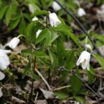 15.04.2020 Kielce. Wiosna. Kwitnące rośliny / Jarosław Kubalski / Radio Kielce