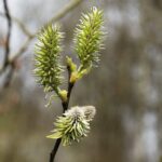 15.04.2020 Kielce. Wiosna. Kwitnące rośliny / Jarosław Kubalski / Radio Kielce