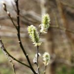 15.04.2020 Kielce. Wiosna. Kwitnące rośliny / Jarosław Kubalski / Radio Kielce