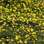 15.04.2020 Kielce. Wiosna. Kwitnące rośliny / Jarosław Kubalski / Radio Kielce