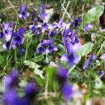 15.04.2020 Kielce. Wiosna. Kwitnące rośliny / Jarosław Kubalski / Radio Kielce