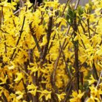 15.04.2020 Kielce. Wiosna. Kwitnące rośliny / Jarosław Kubalski / Radio Kielce