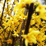 15.04.2020 Kielce. Wiosna. Kwitnące rośliny / Jarosław Kubalski / Radio Kielce