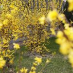 15.04.2020 Kielce. Wiosna. Kwitnące rośliny / Jarosław Kubalski / Radio Kielce