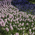 19.04.2020 Kielce. Kwiaty na Wzgórzu Zamkowym od strony placu Artystów / Jarosław Kubalski / Radio Kielce