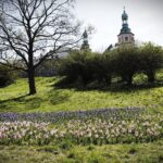 19.04.2020 Kielce. Kwiaty na Wzgórzu Zamkowym od strony placu Artystów / Jarosław Kubalski / Radio Kielce