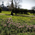 19.04.2020 Kielce. Kwiaty na Wzgórzu Zamkowym od strony placu Artystów / Jarosław Kubalski / Radio Kielce