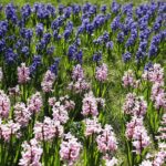 19.04.2020 Kielce. Kwiaty na Wzgórzu Zamkowym od strony placu Artystów / Jarosław Kubalski / Radio Kielce