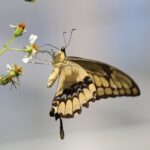 Muzyczne podróże. Jukatan / Małgorzata Anna Jóźwiak i Marek Jóźwiak