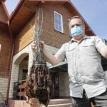 24.04.2020 Kielce. Nadleśnictwo Kielce. Zastępca nadleśniczego Roman Wróblewski i sadzonki dzikiej jabłoni / Jarosław Kubalski / Radio Kielce